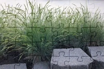 grasses jigsaw puzzle