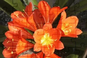 clivia jigsaw puzzle