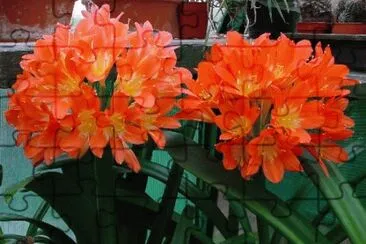 clivia jigsaw puzzle