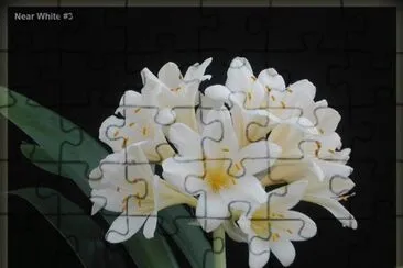clivia jigsaw puzzle