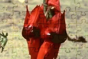 50 jigsaw puzzle