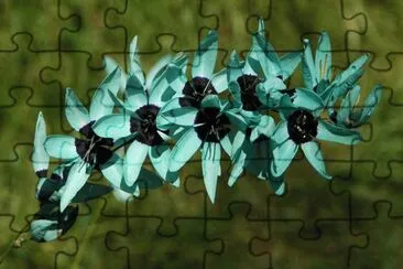 fleurs: Ixia viridiflora jigsaw puzzle
