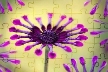 SIMETRÃA RADIAL. jigsaw puzzle