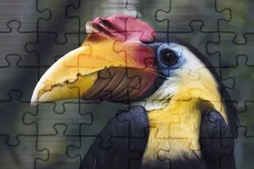 Wrinkled Hornbill  Aceros Corrugatus  Malaysia