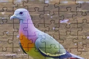 Pink-Necked Green Pigeon  Treron Vernans jigsaw puzzle
