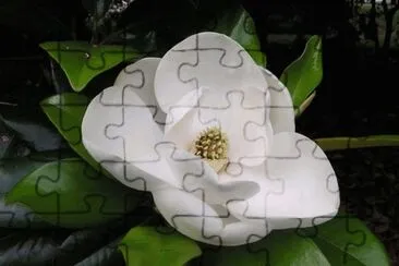 magnolia jigsaw puzzle