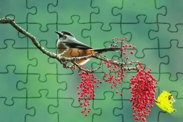 passarinho jigsaw puzzle