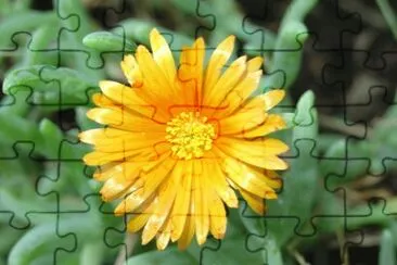 ficoide jigsaw puzzle