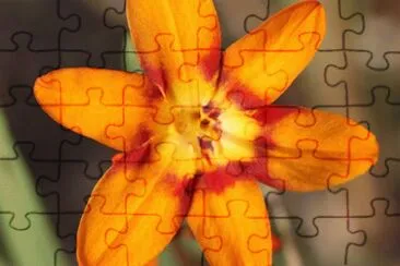 montbretia jigsaw puzzle