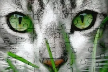 chat