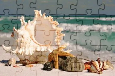 coquillages jigsaw puzzle