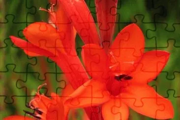 watsonia jigsaw puzzle