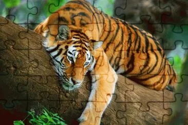 LEOPARDO
