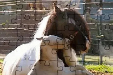 - cavalo!.