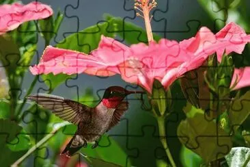 COLIBRÃ Y TULIPÃN. jigsaw puzzle