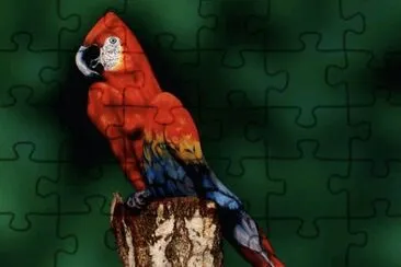 - arara modelo jigsaw puzzle