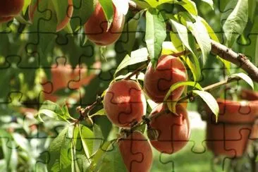Pessegos jigsaw puzzle