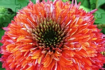 Raspberry Coneflower