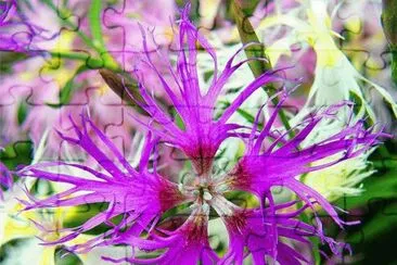 Beautiful Flower