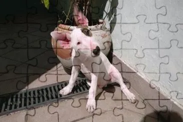 Cãozinho Boris jigsaw puzzle