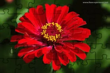 zinnia jigsaw puzzle