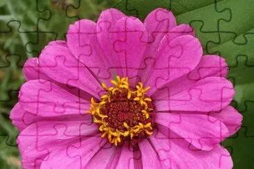 zinnia jigsaw puzzle