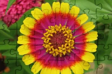 zinnia jigsaw puzzle