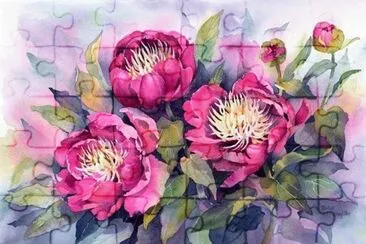 Beautiful Roses