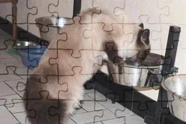 chat