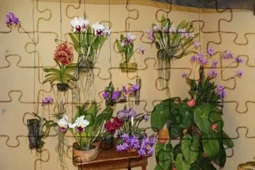 orquÃ­deas
