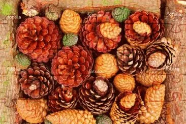 FaraÃ³n
