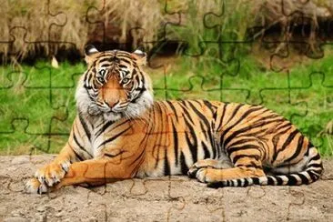 - tigre.