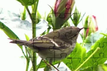 Mosquiter jigsaw puzzle