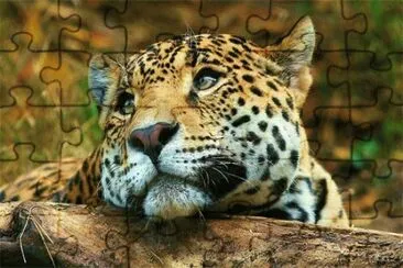onÃ§a jigsaw puzzle