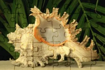 Chicoreus Ramosus Shell   Papua New Guinea jigsaw puzzle