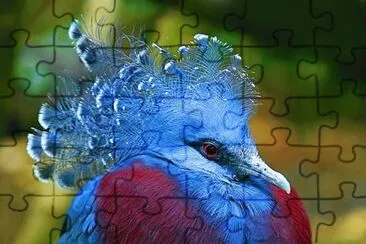 Blue Crowned Pigeon  Papua New Guinea jigsaw puzzle