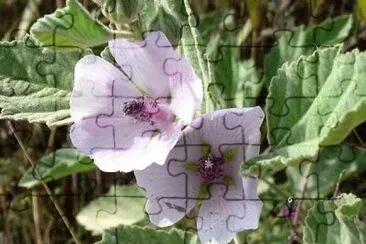 guimauve jigsaw puzzle