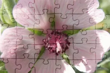 guimauve jigsaw puzzle
