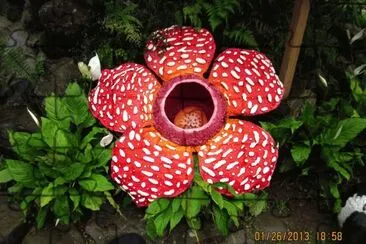 rafflesia jigsaw puzzle