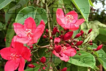 jatropha jigsaw puzzle