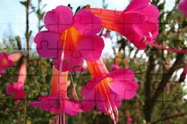 cantuta jigsaw puzzle