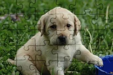 LABRADOR jigsaw puzzle