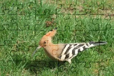 huppe dans mon jardin
