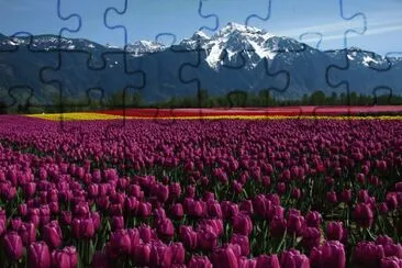 Seabird Island Tulip Field- British Columbia jigsaw puzzle