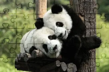פאזל של PANDAS