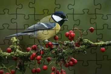 Blue Tit  ( Parus Major ) jigsaw puzzle