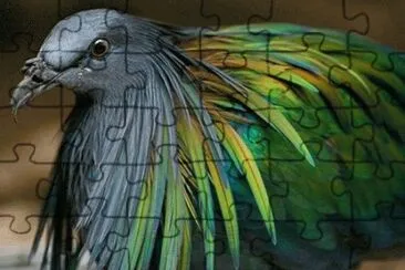 Crazy Pigeon