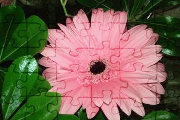 Gerbera