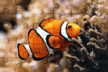 Peix jigsaw puzzle