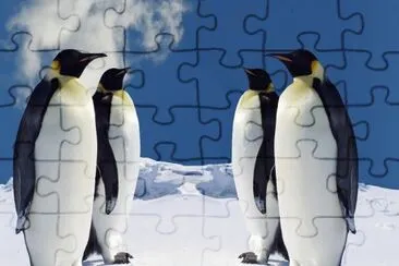 PINGUINOS jigsaw puzzle